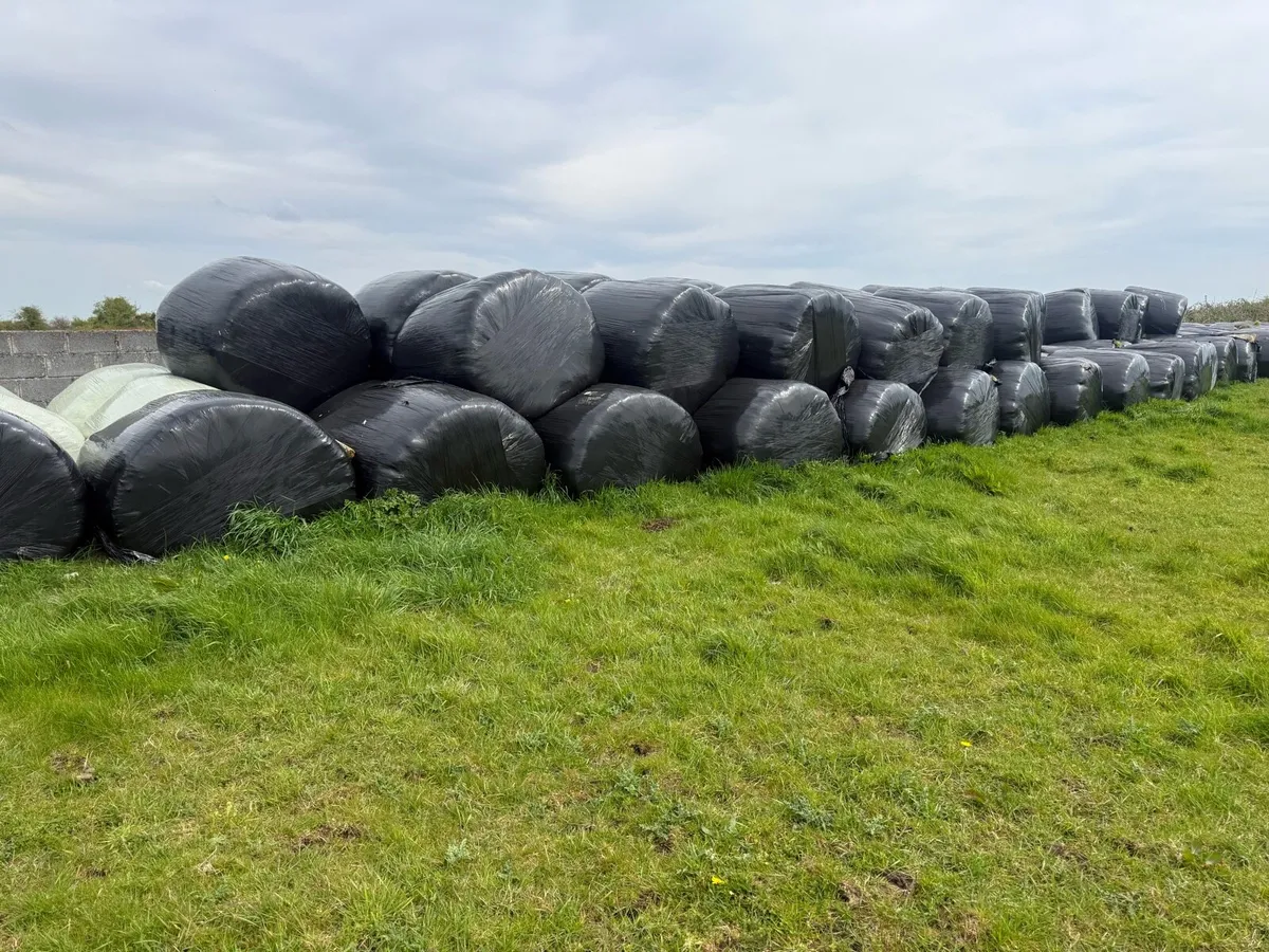 125 Bales of Silage - will sell in batches if want - Image 1
