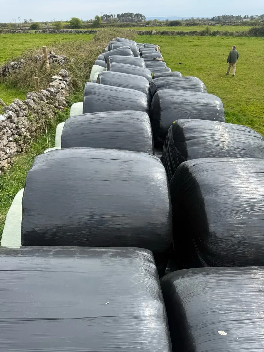 125 Bales of Silage - will sell in batches if want - Image 3