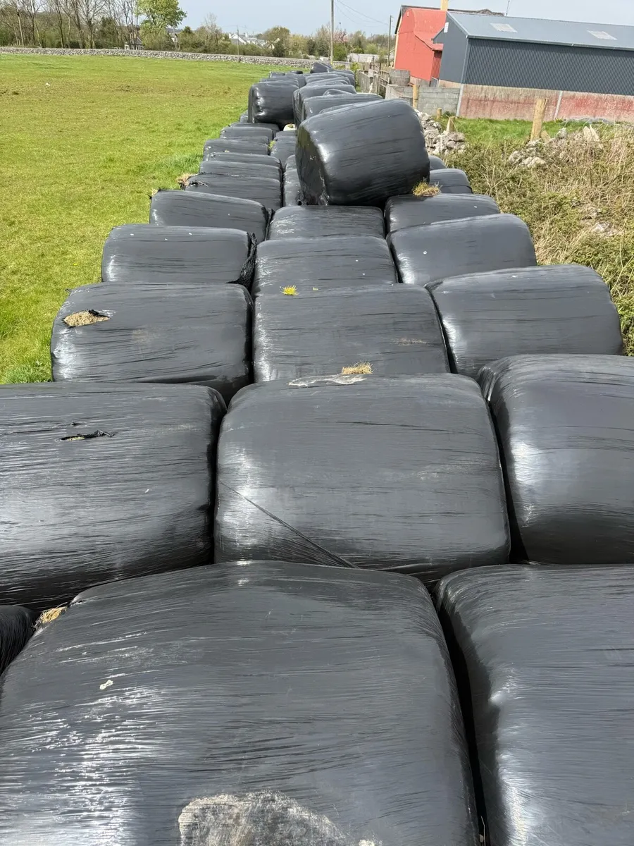 125 Bales of Silage - will sell in batches if want - Image 2