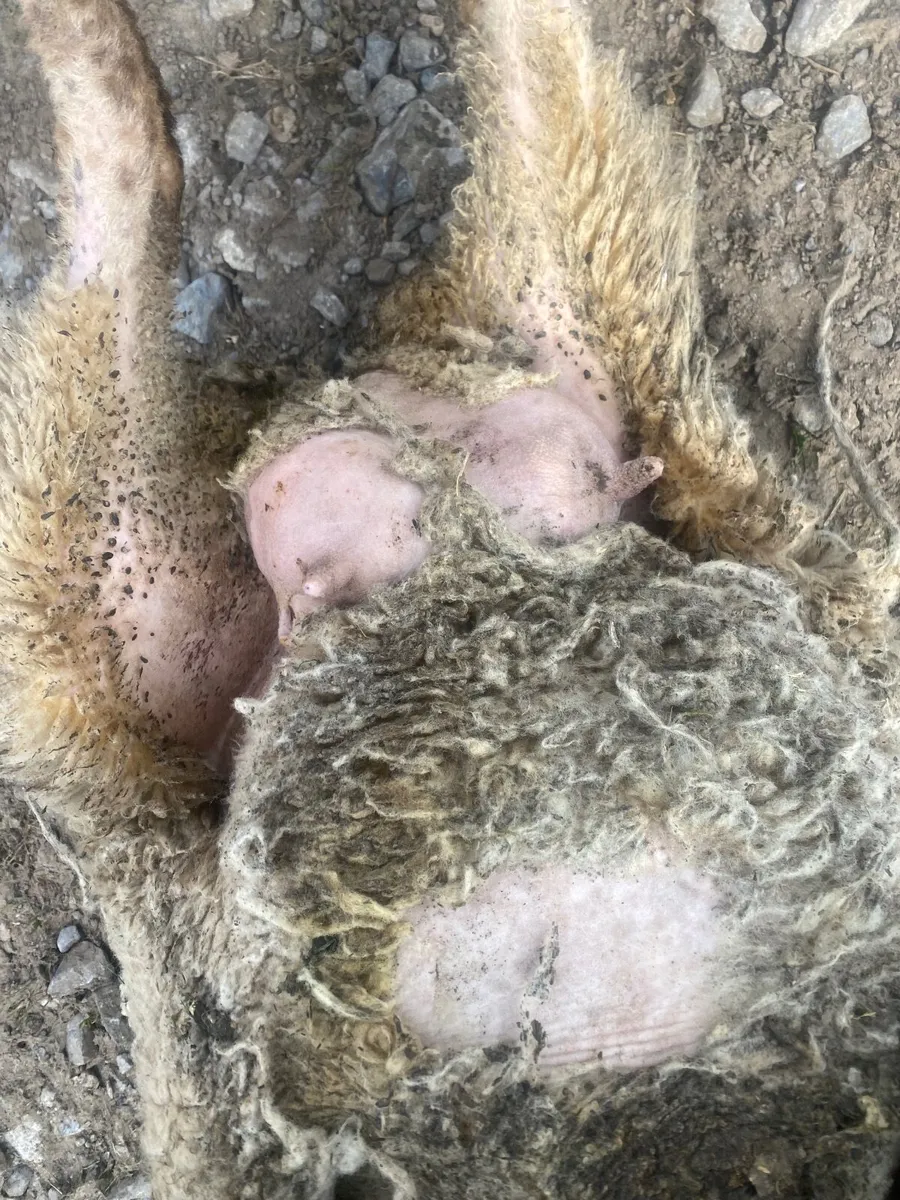 Foster ewe - Image 1