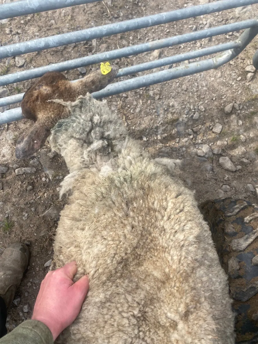 Foster ewe - Image 2