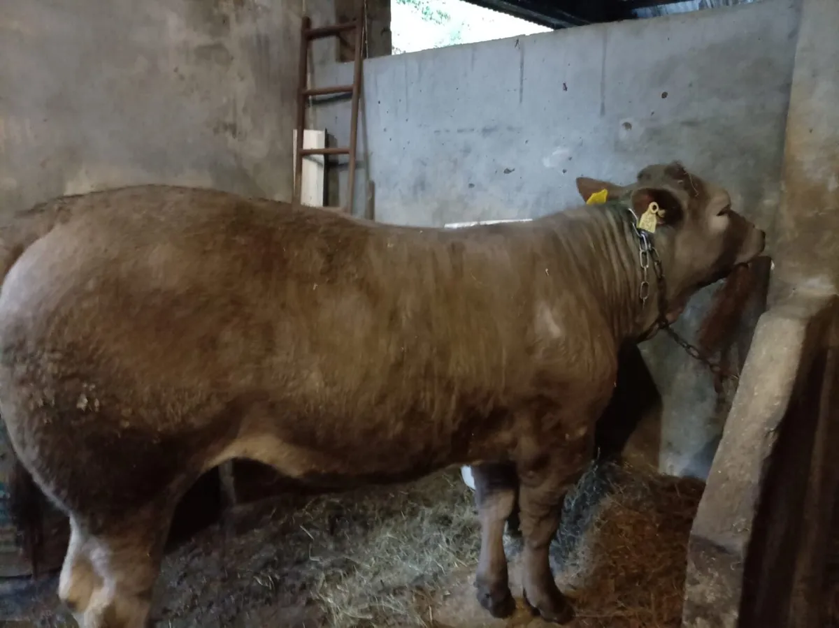 4* limousine weanling heifer and bulls - Image 1