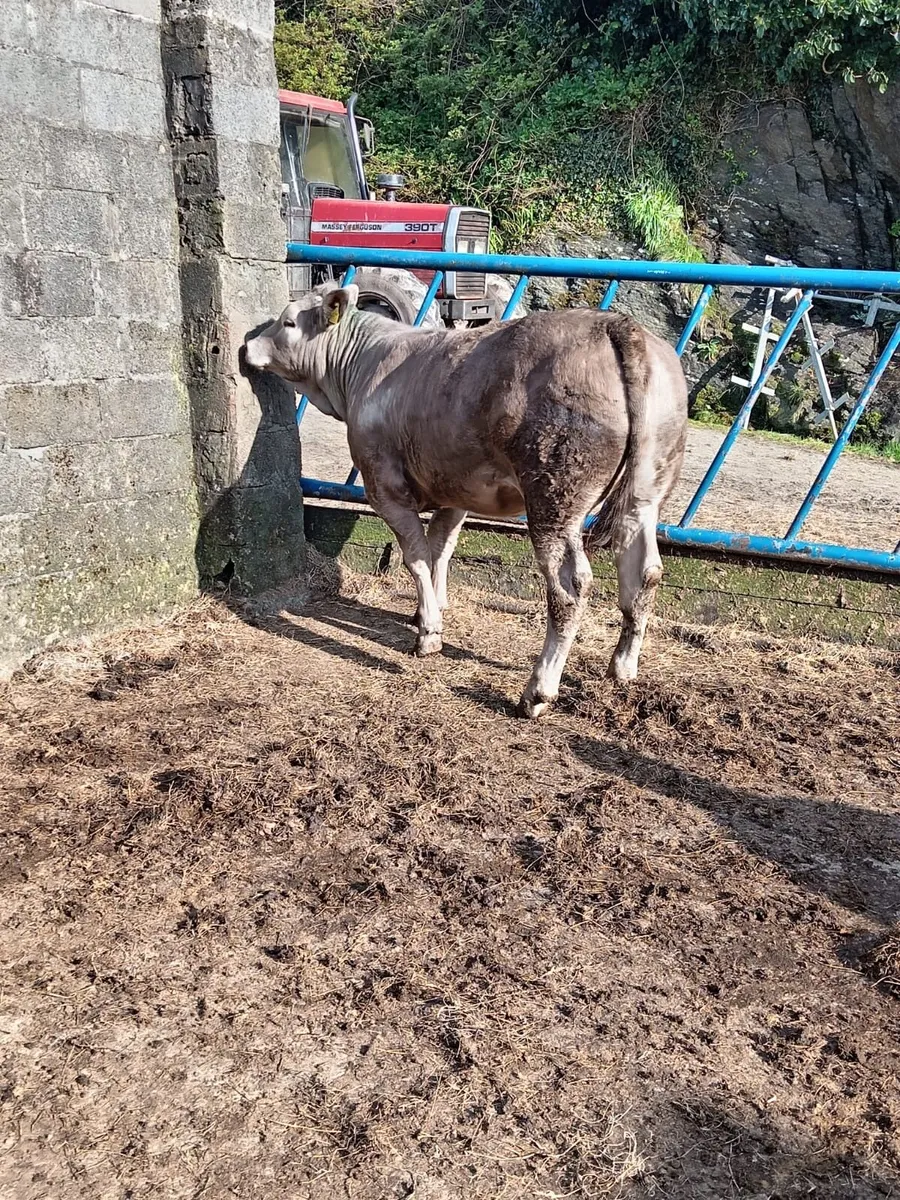 4* limousine weanling heifer and bulls - Image 2
