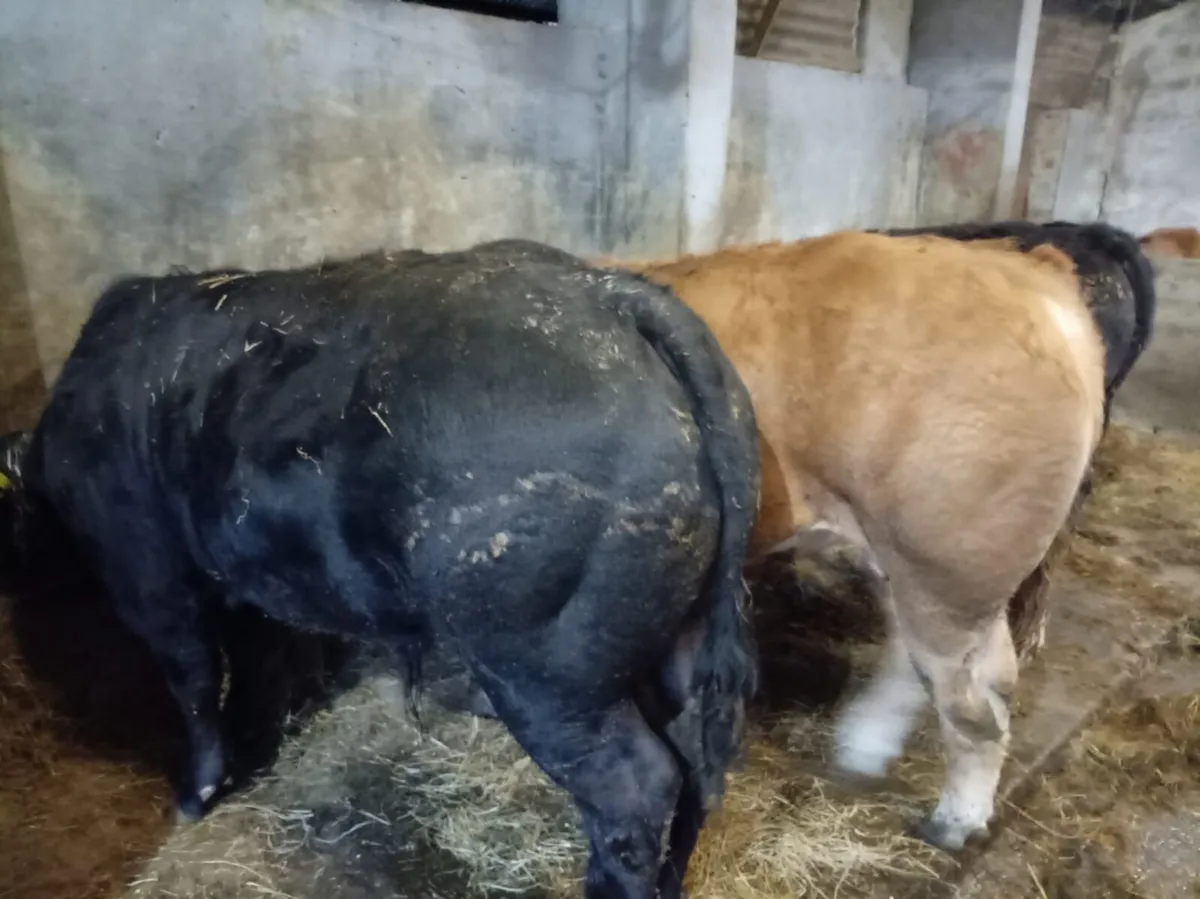 4* limousine weanling heifer and bulls - Image 3