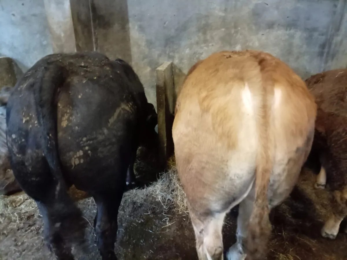 4* limousine weanling heifer and bulls - Image 4