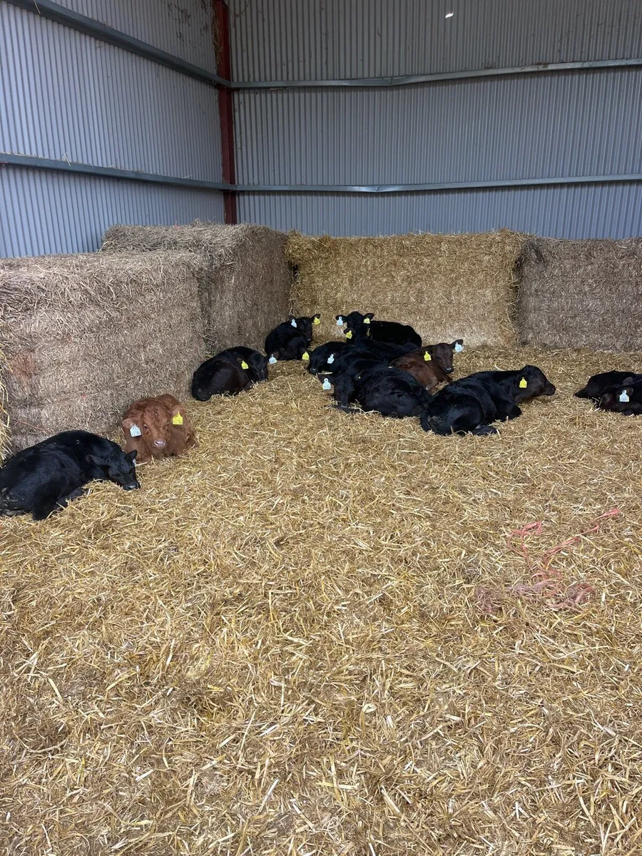 Angus calves - Image 1