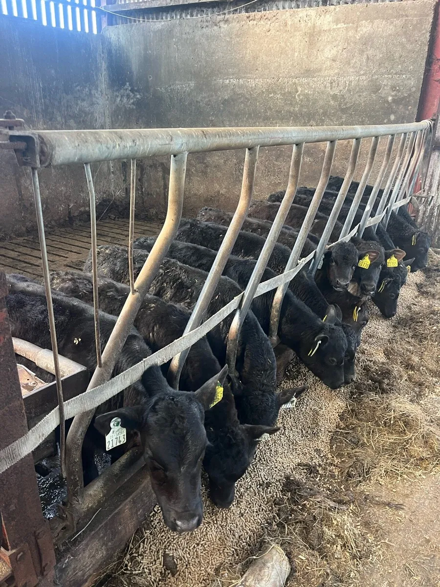 Angus calves - Image 2