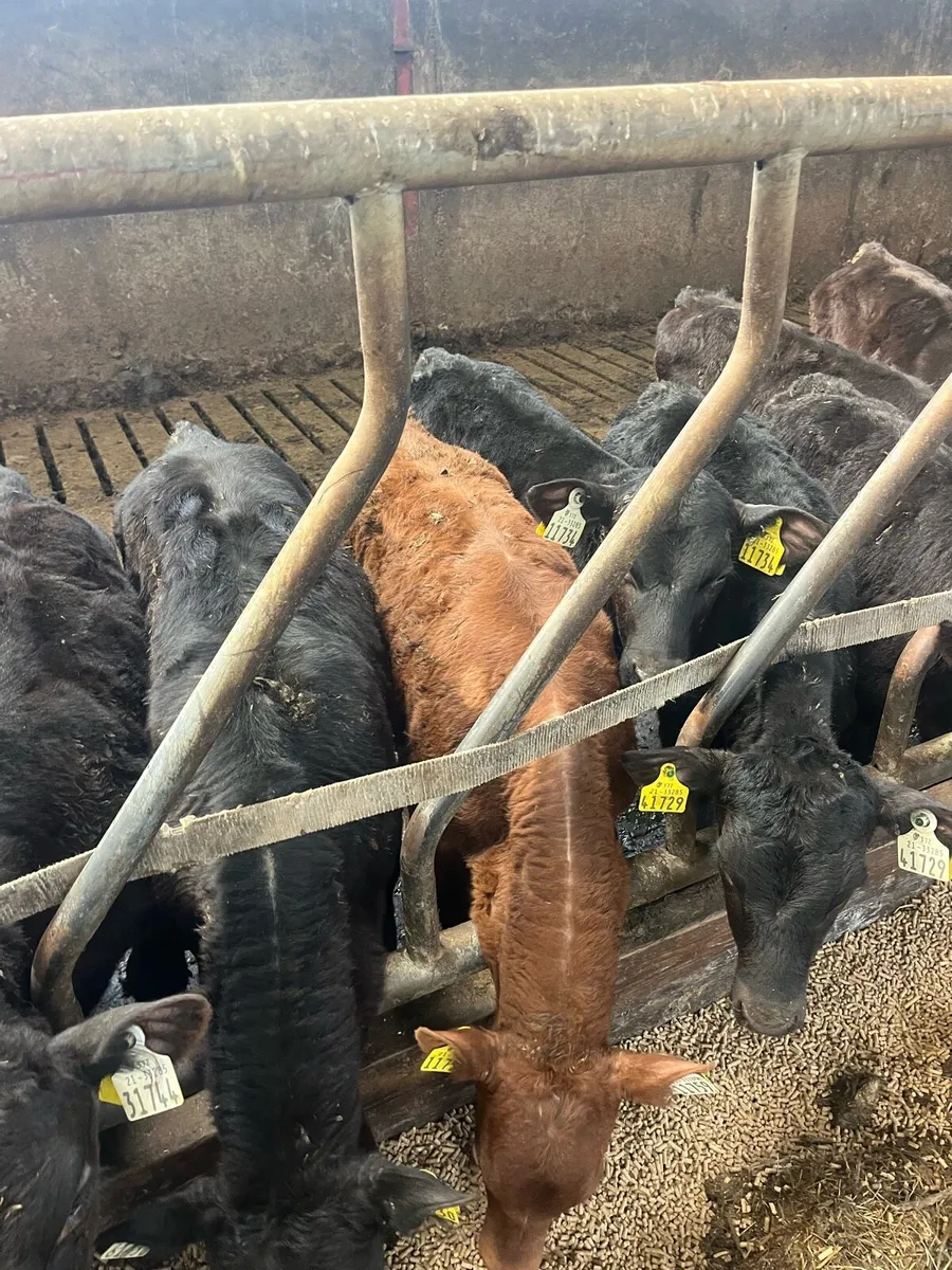 Angus calves - Image 3