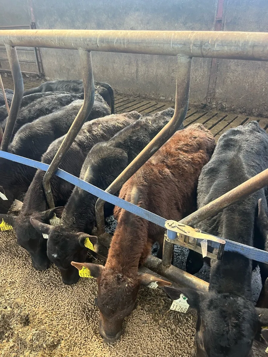 Angus calves - Image 4