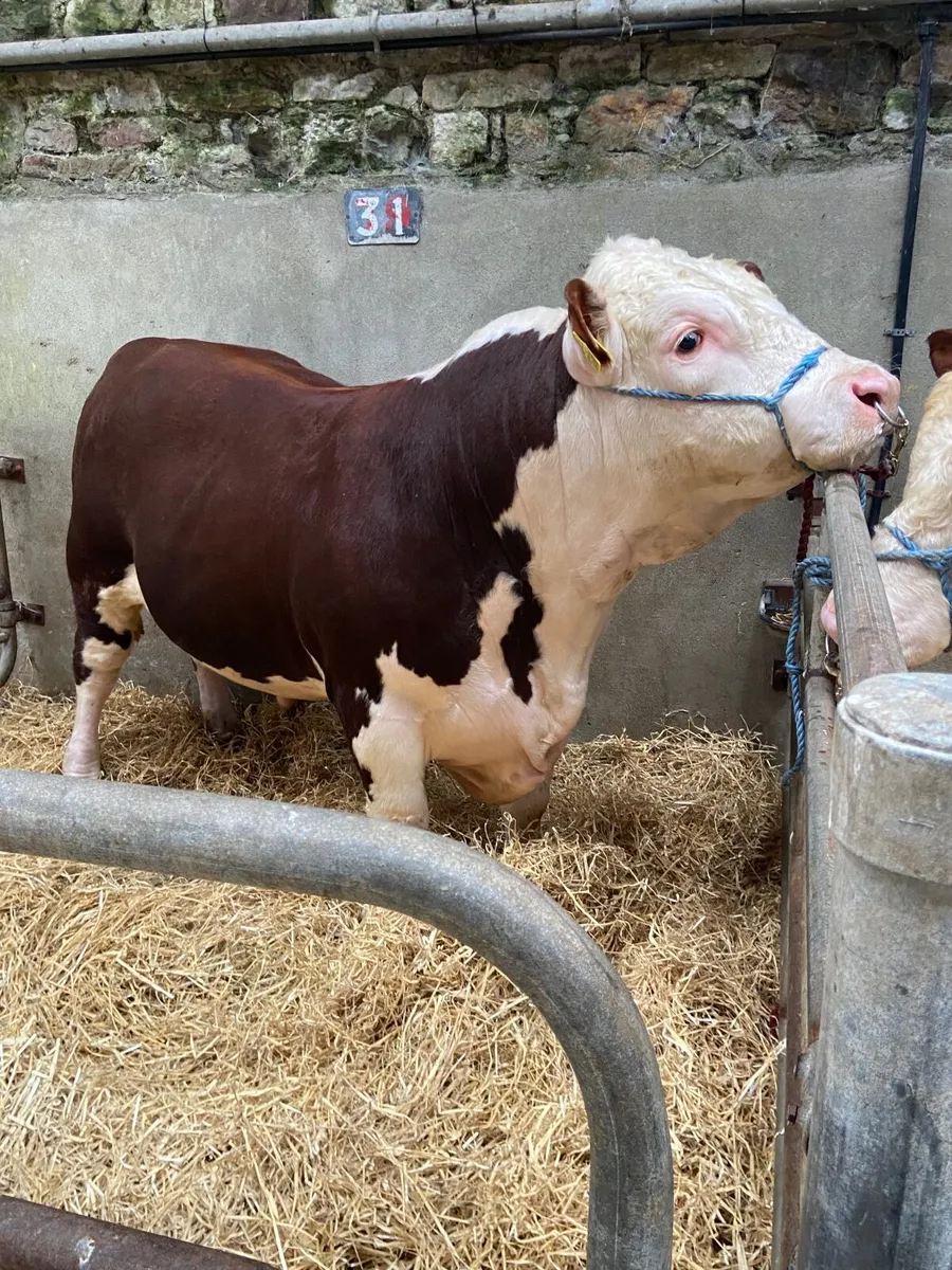 Pbr Hereford bull - Image 1