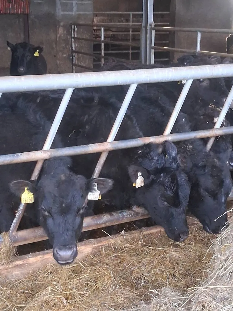 Twelve quality angus yearling bullocks. - Image 2