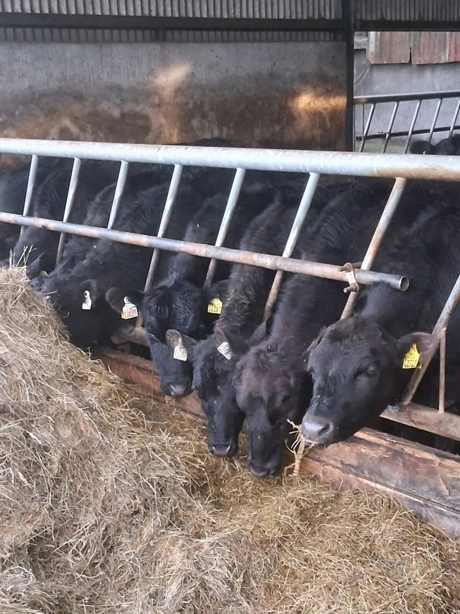 Twelve quality angus yearling bullocks. - Image 1