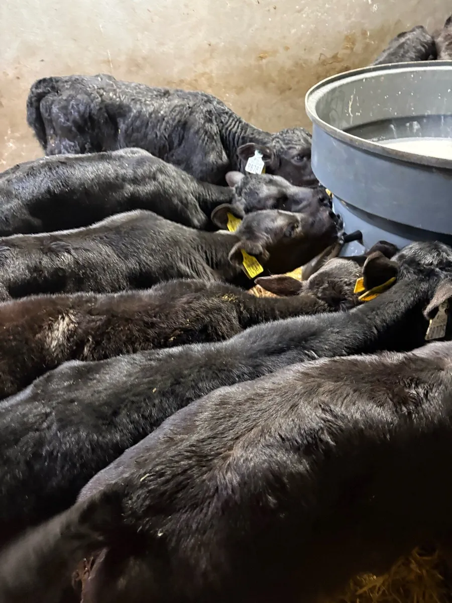 15 Angus heifer calves - Image 3