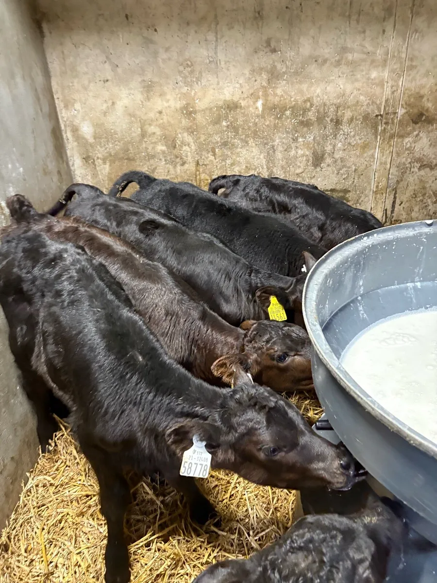 15 Angus heifer calves - Image 4