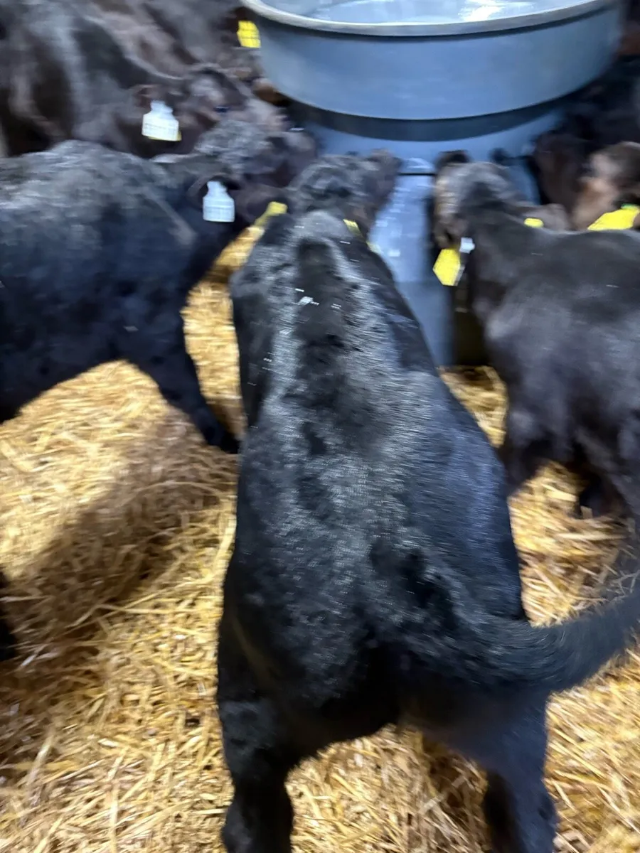 15 Angus heifer calves - Image 1