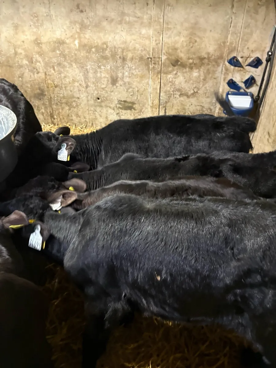15 Angus heifer calves - Image 2