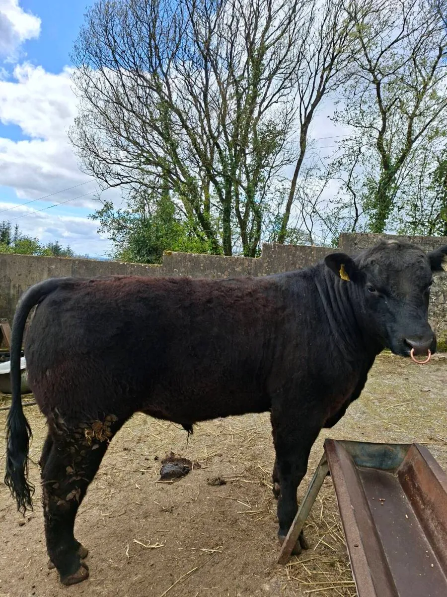 Pedigree Aberdeen Angus bull - Image 2