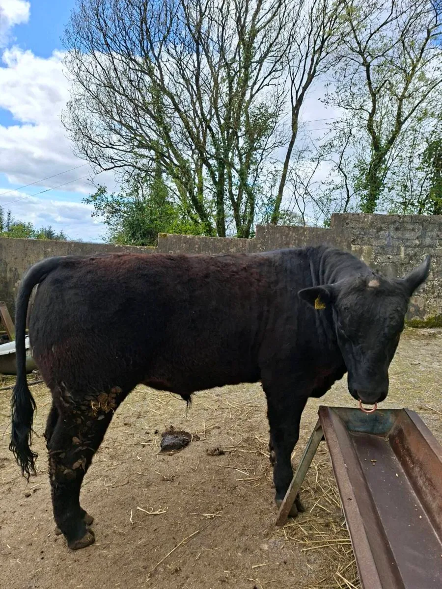Pedigree Aberdeen Angus bull - Image 1