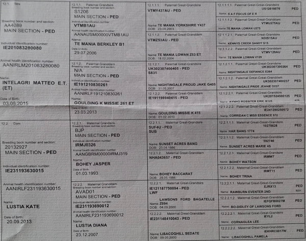 Pedigree Aberdeen Angus bull - Image 3