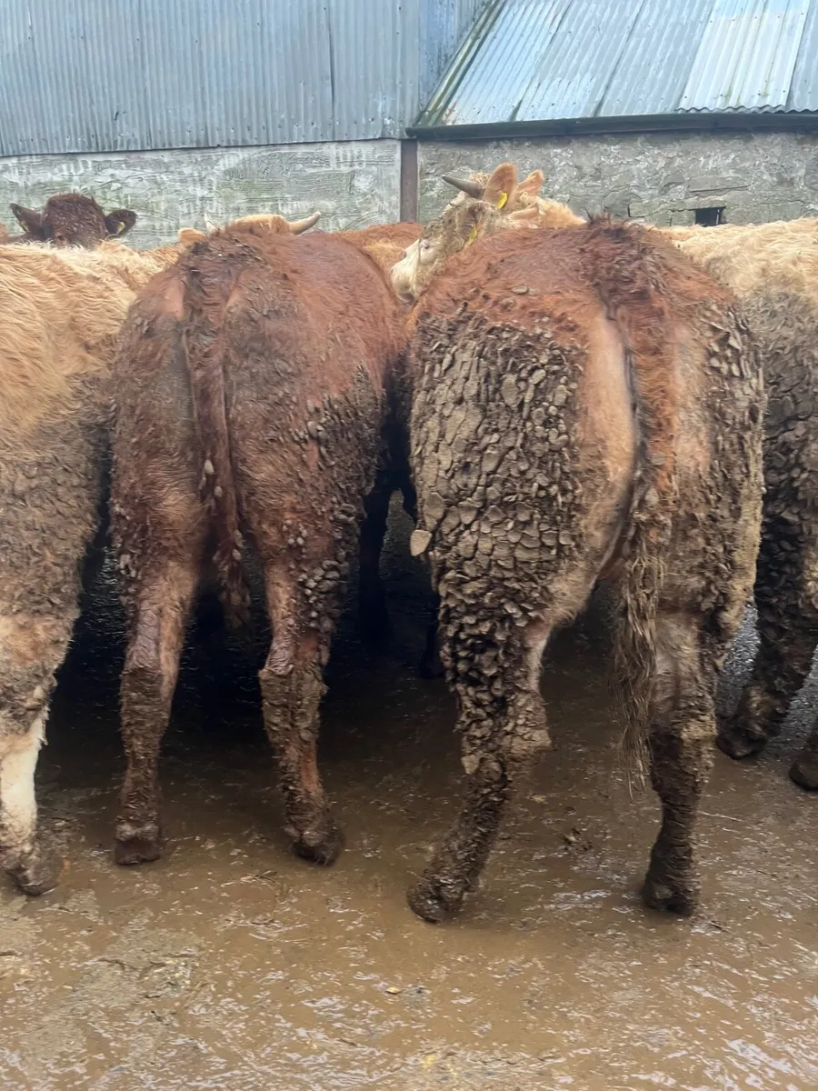 25 super 520 kilo heifers - Image 1