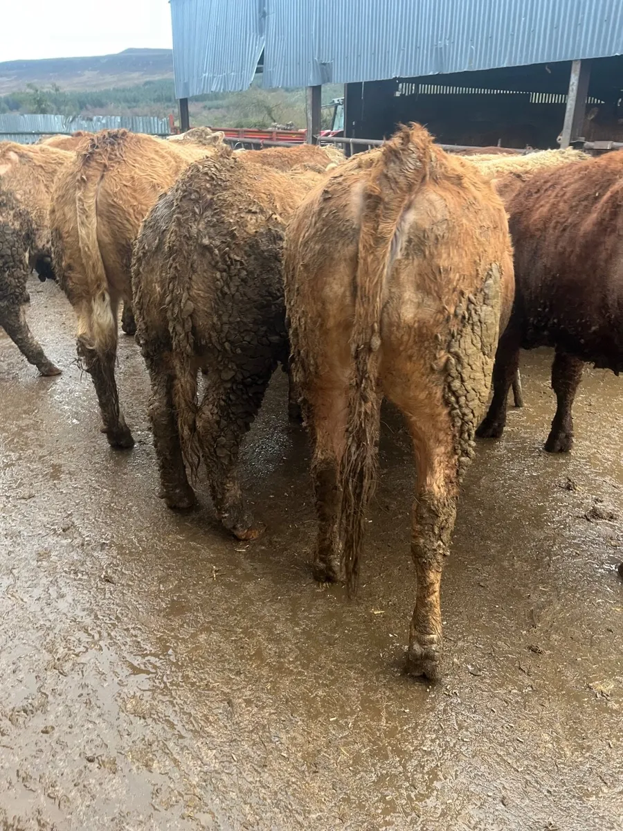 25 super 520 kilo heifers - Image 2