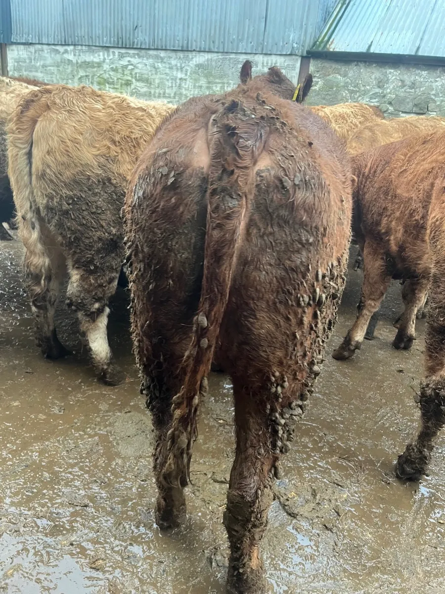 25 super 520 kilo heifers - Image 3