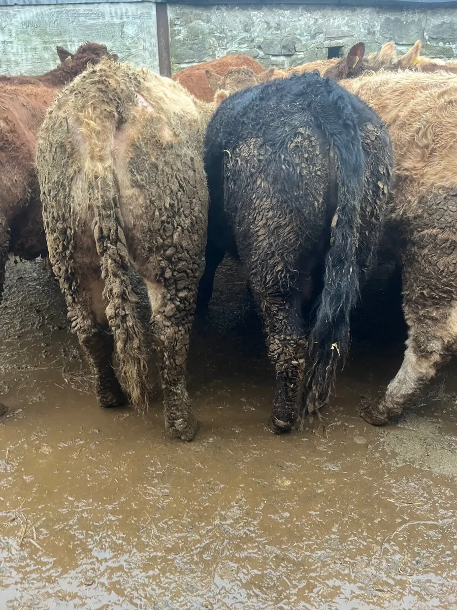 25 super 520 kilo heifers - Image 4