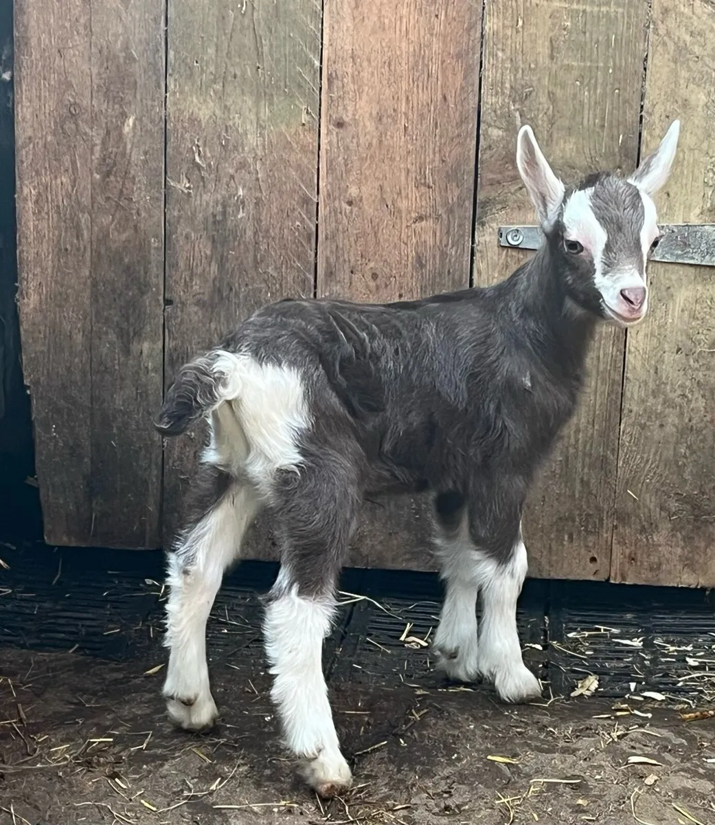 Male kids FTGH - Image 1