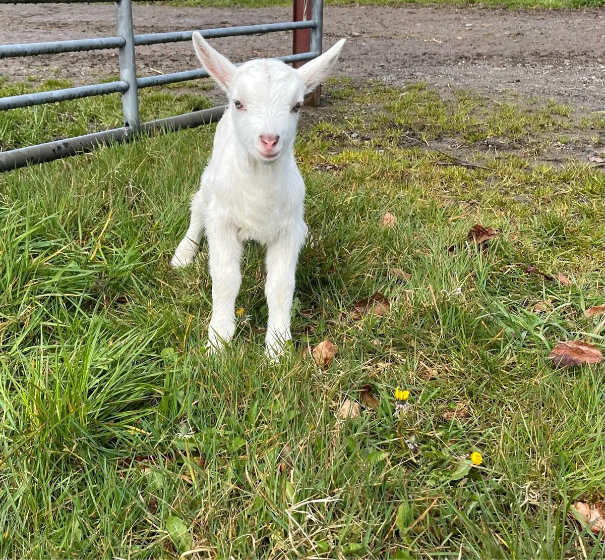 Male kids FTGH - Image 2