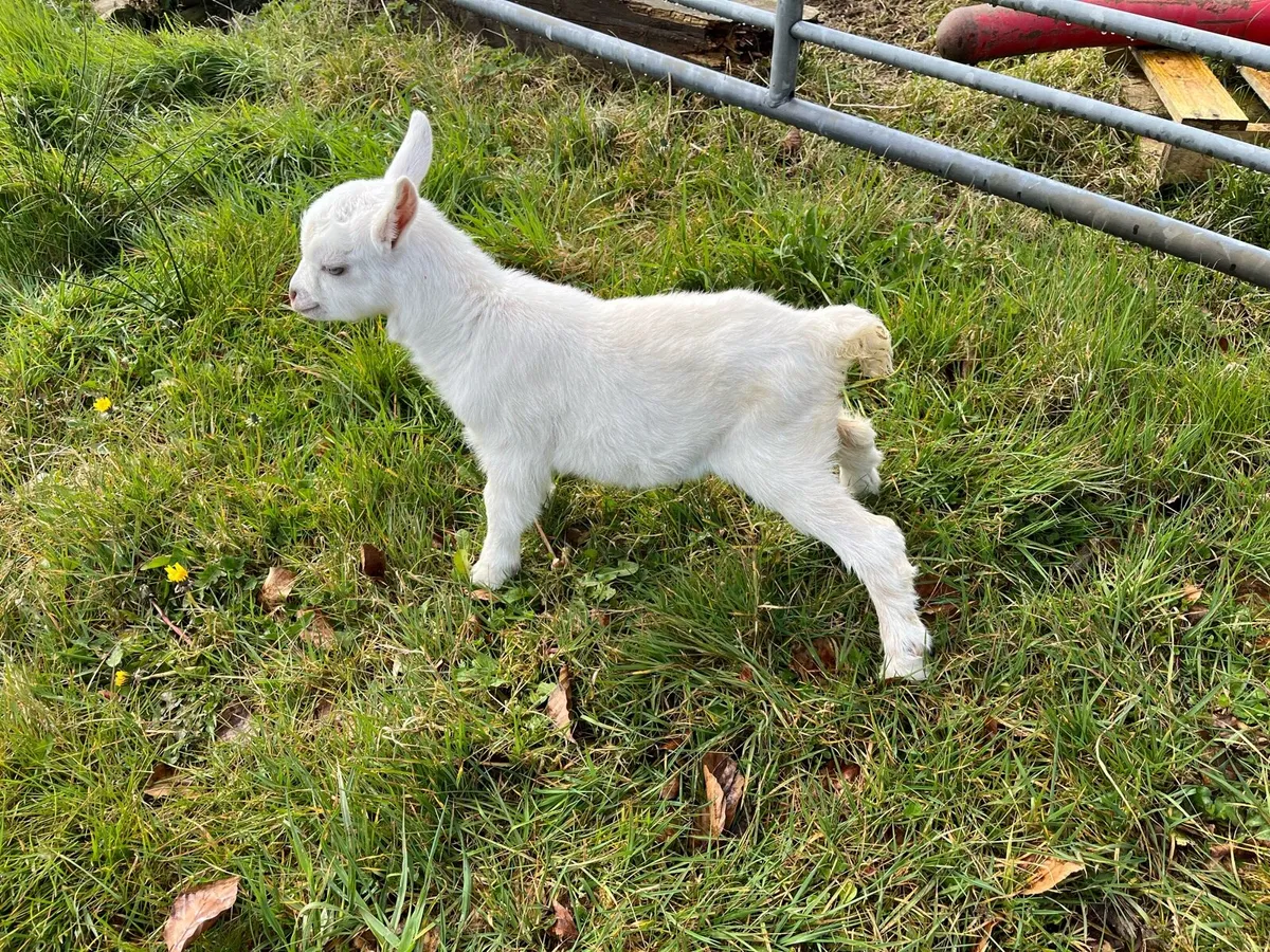 Male kids FTGH - Image 3