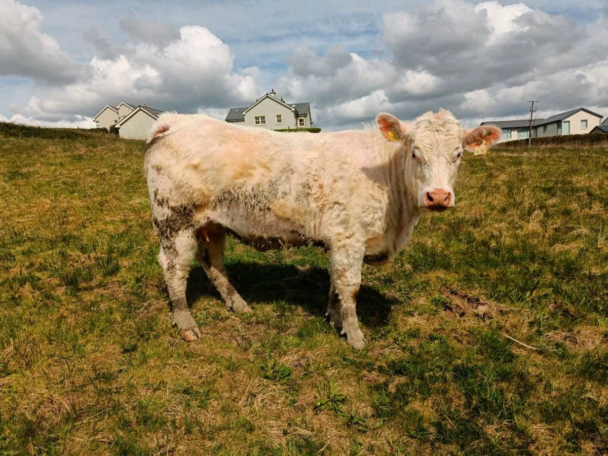 INCALF HEIFERS - Image 2