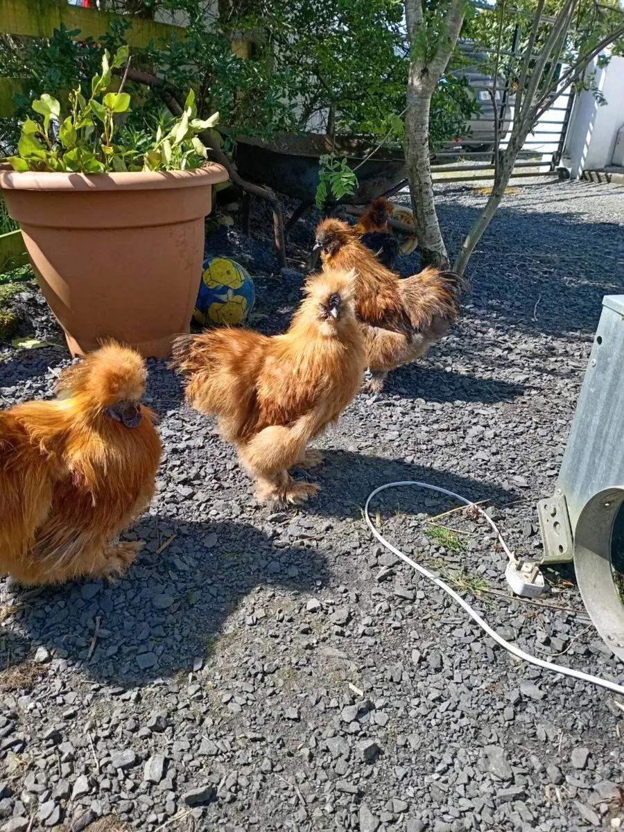 Bantam brahma rooster - Image 1