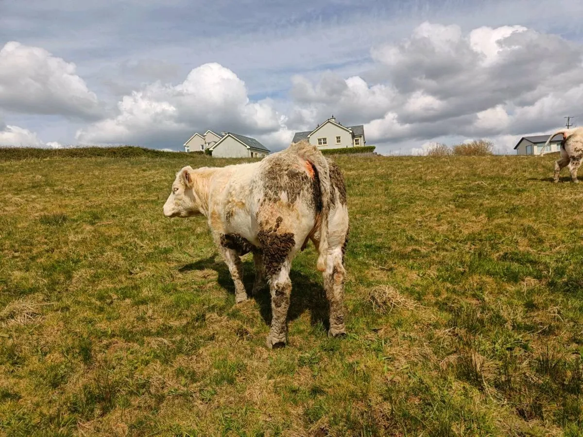 INCALF HEIFERS - Image 1