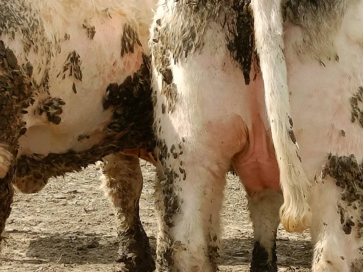 INCALF HEIFERS - Image 3