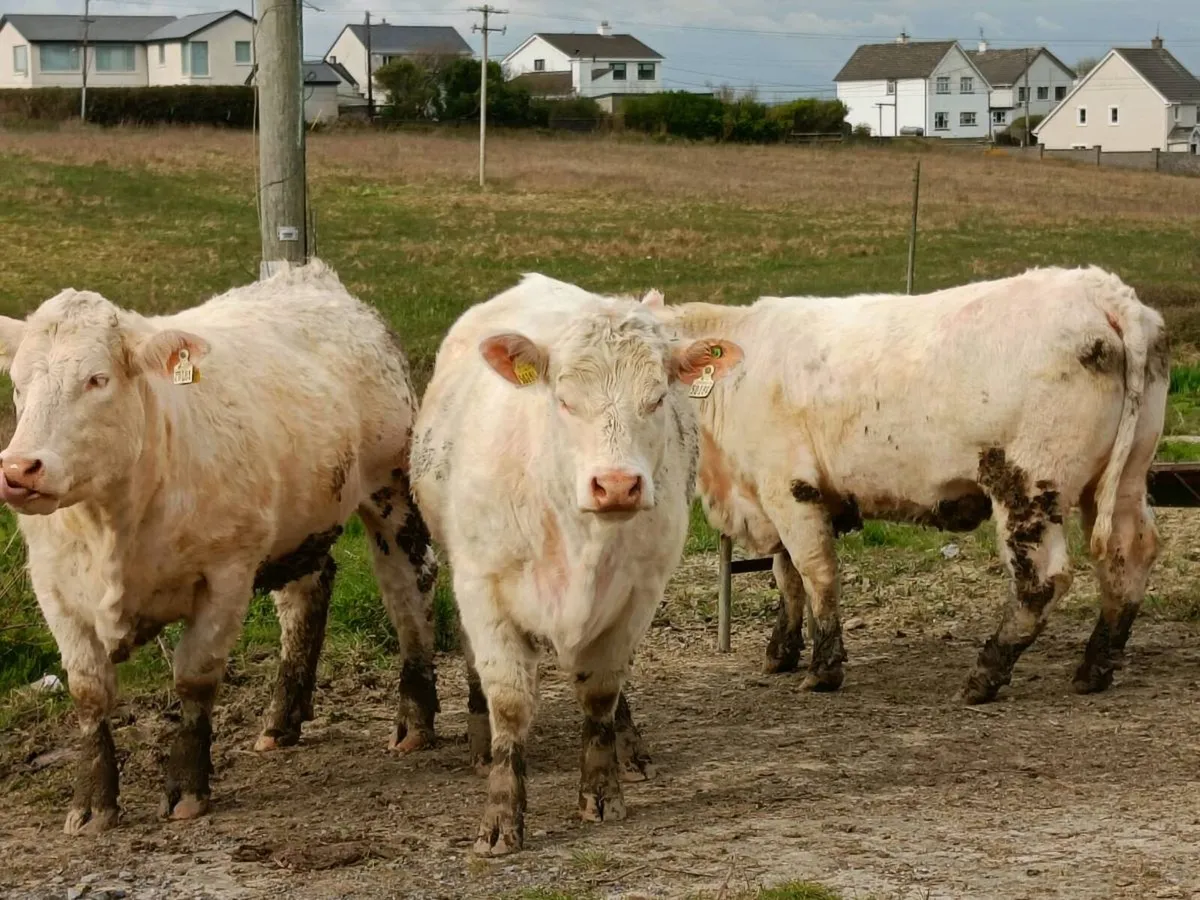 INCALF HEIFERS - Image 4