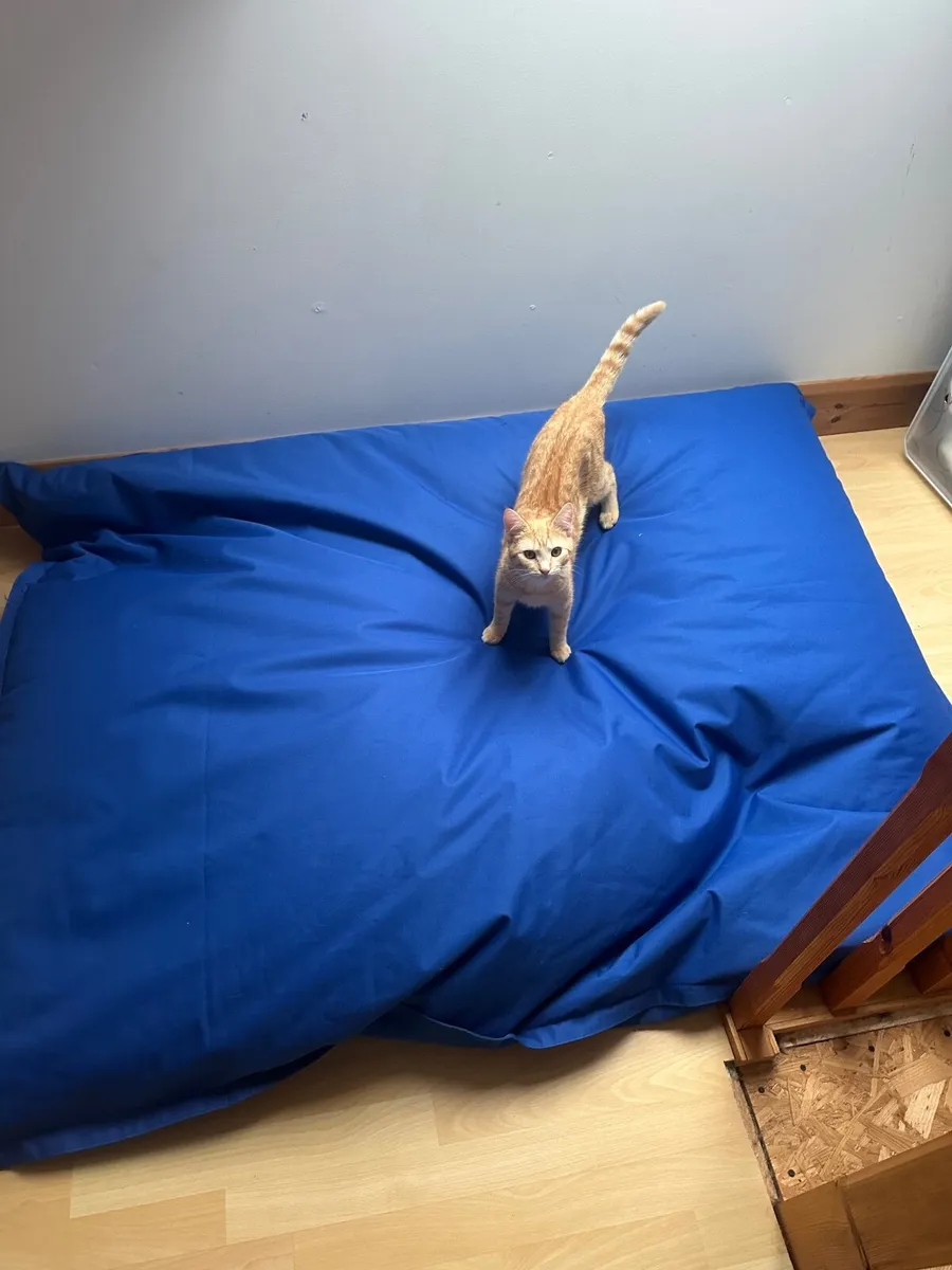 Large Blue Bean Bag Chair for Sale 💙 - Image 1