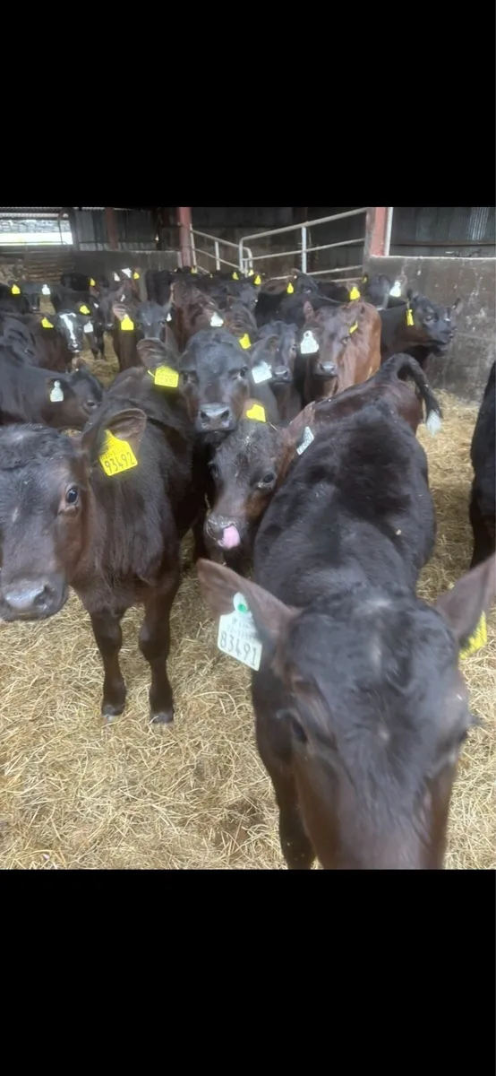 Reared calves for sale - Image 1