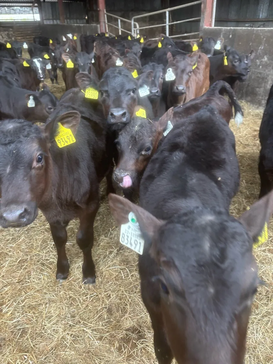 Reared calves for sale - Image 2