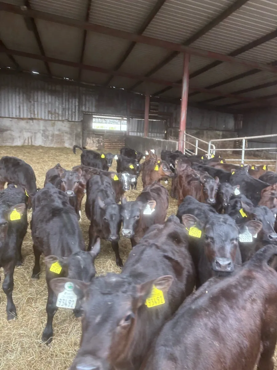 Reared calves for sale - Image 3