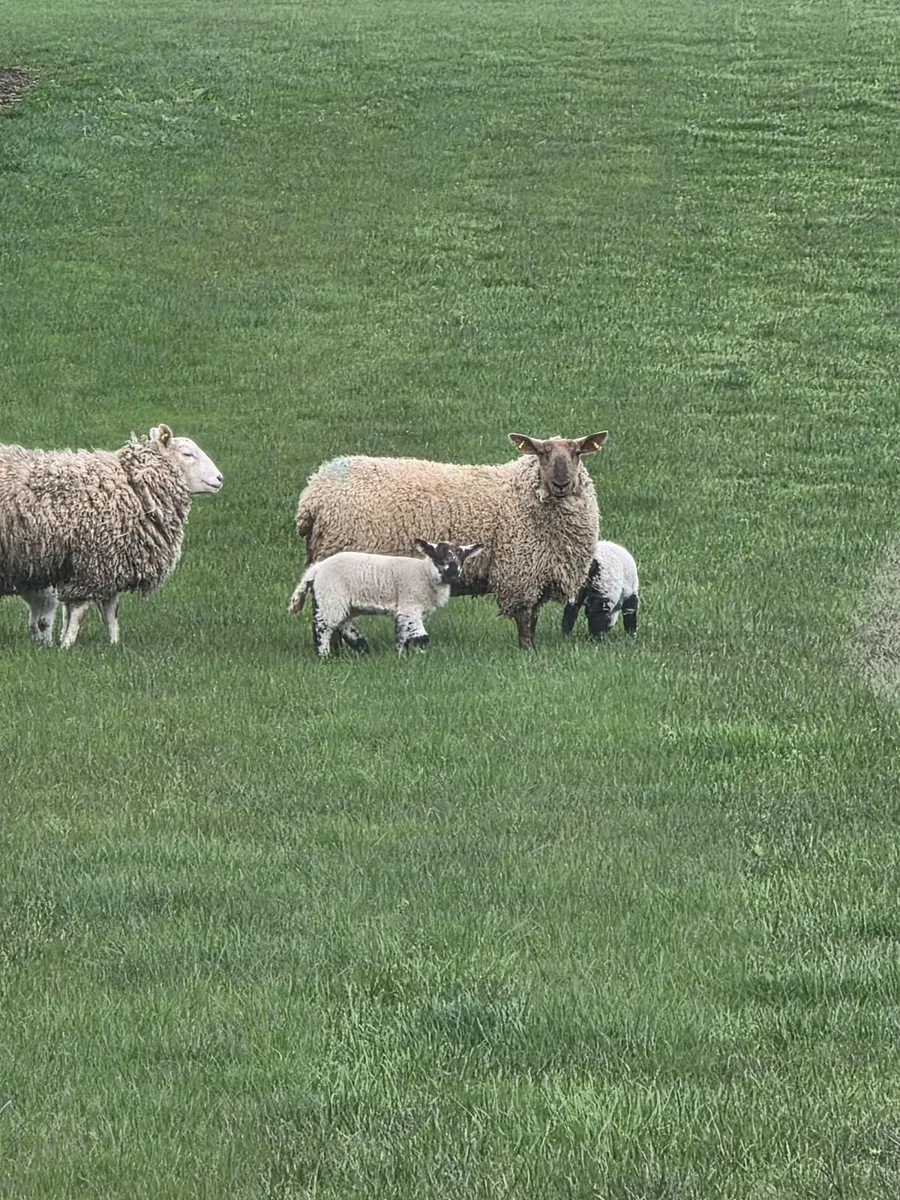 Ewe lambs with lambs at foot - Image 1