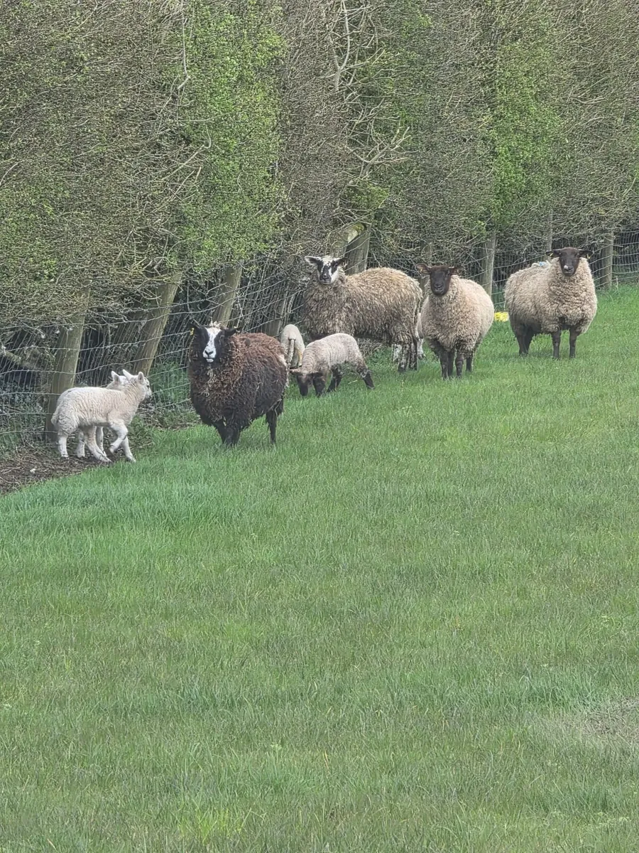 Ewe lambs with lambs at foot - Image 3