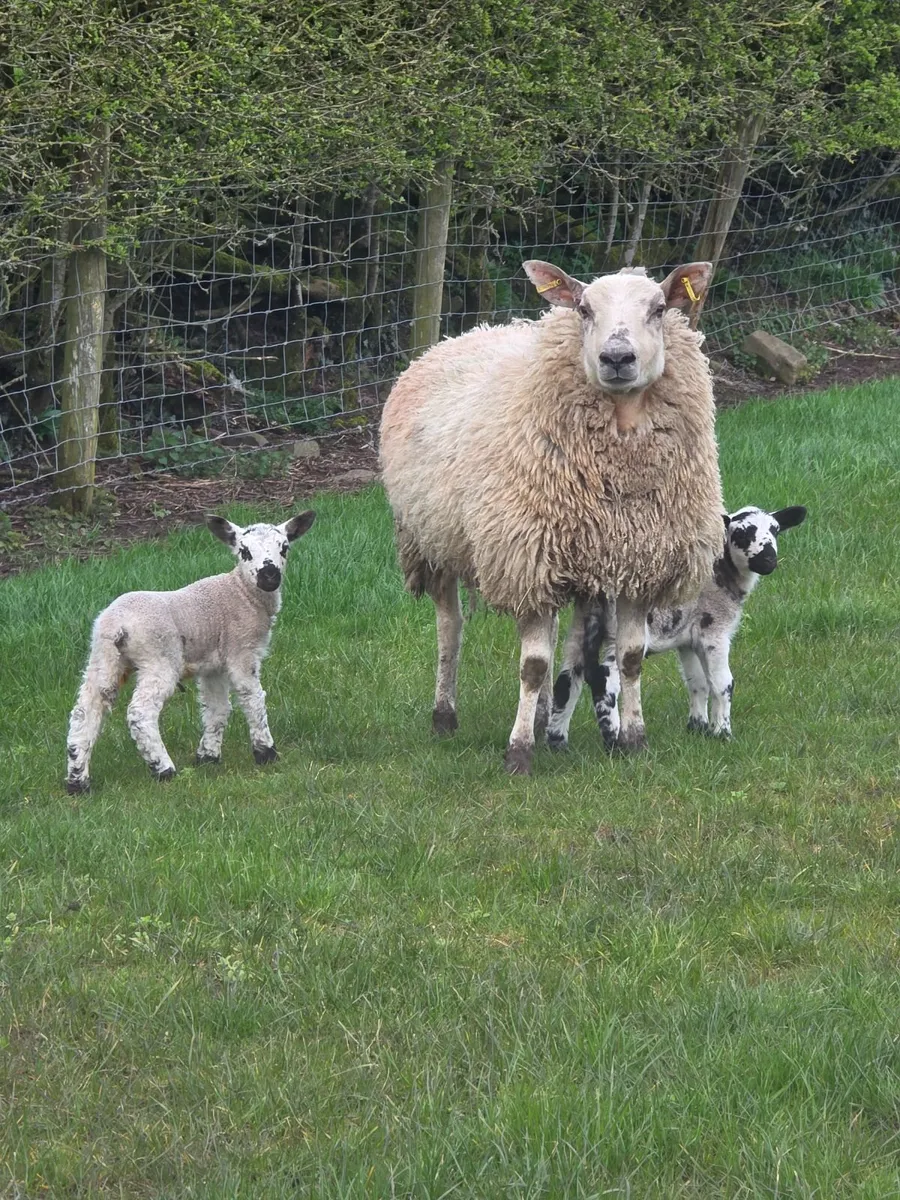 Ewe lambs with lambs at foot - Image 4