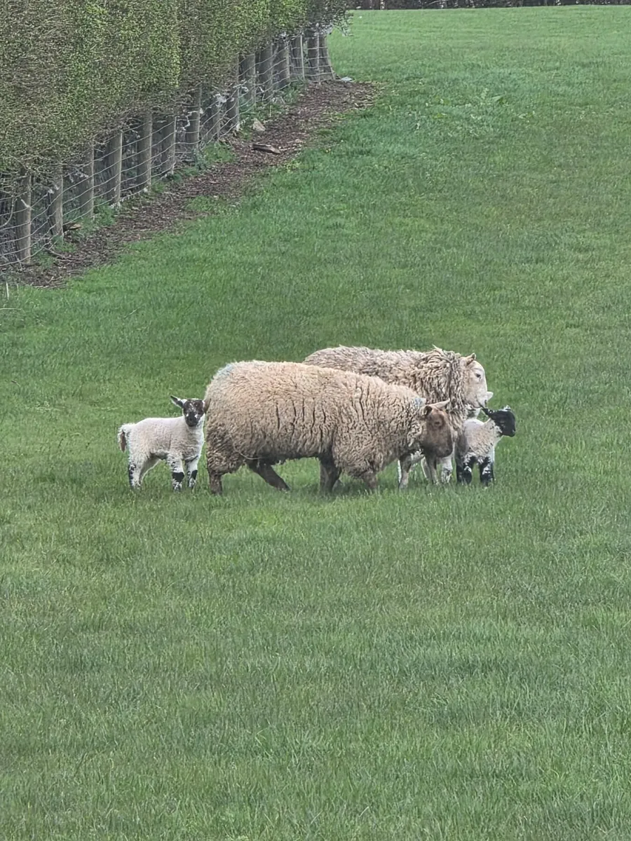 Ewe lambs with lambs at foot - Image 2