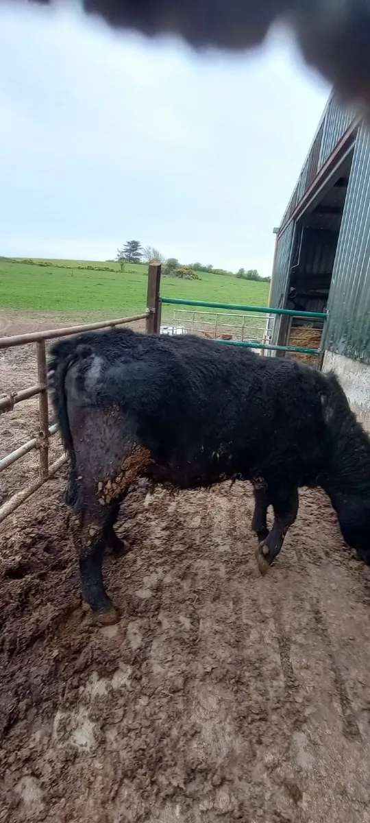 Purebred Aberdeen Angus in Calf Heifer - Image 2