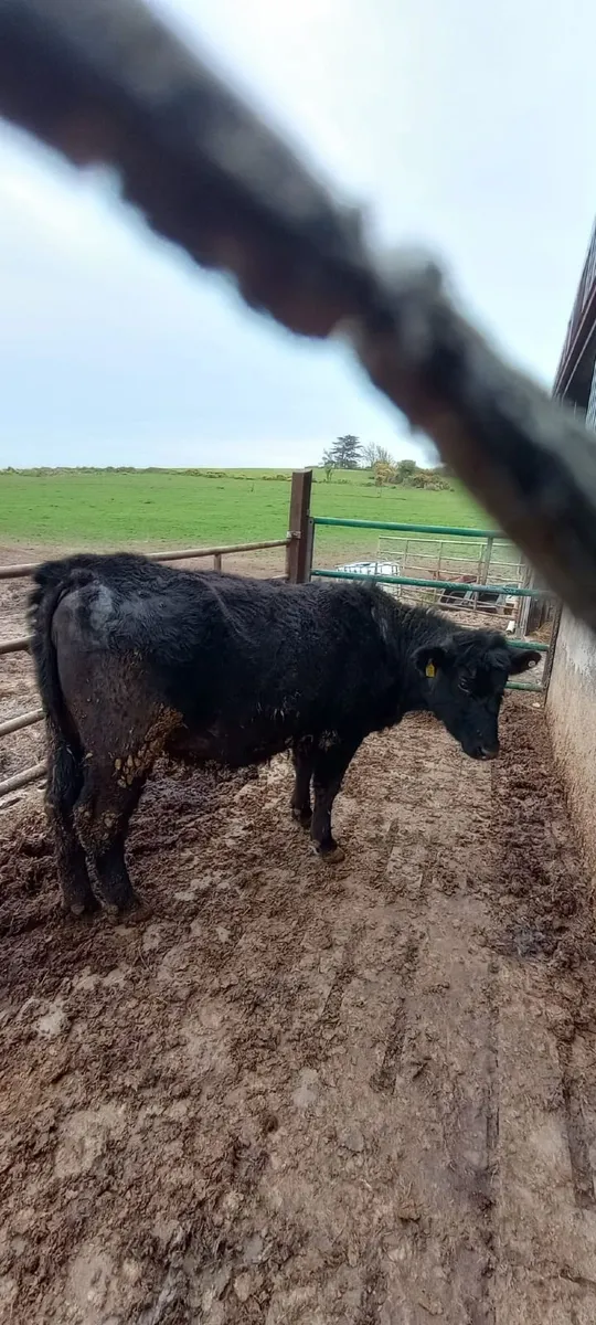 Purebred Aberdeen Angus in Calf Heifer - Image 3