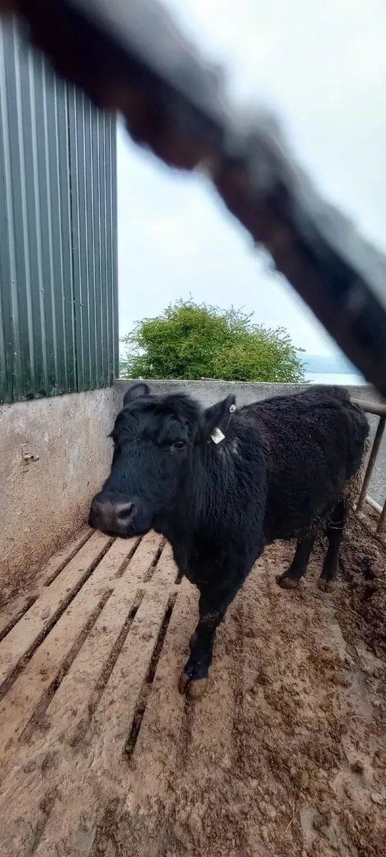 Purebred Aberdeen Angus in Calf Heifer - Image 4