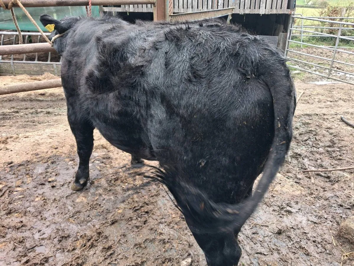 2 Angus Bulls - Image 2