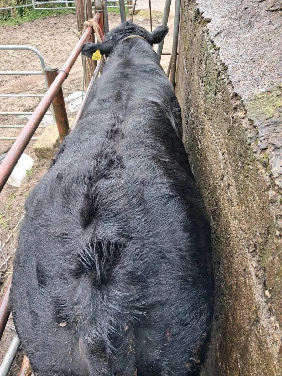 2 Angus Bulls - Image 3