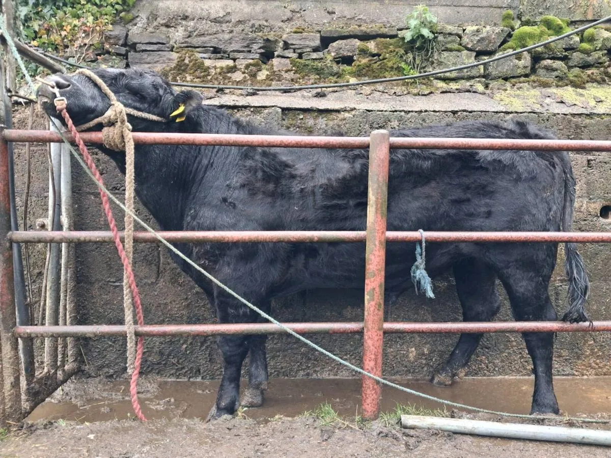 2 Angus Bulls - Image 4