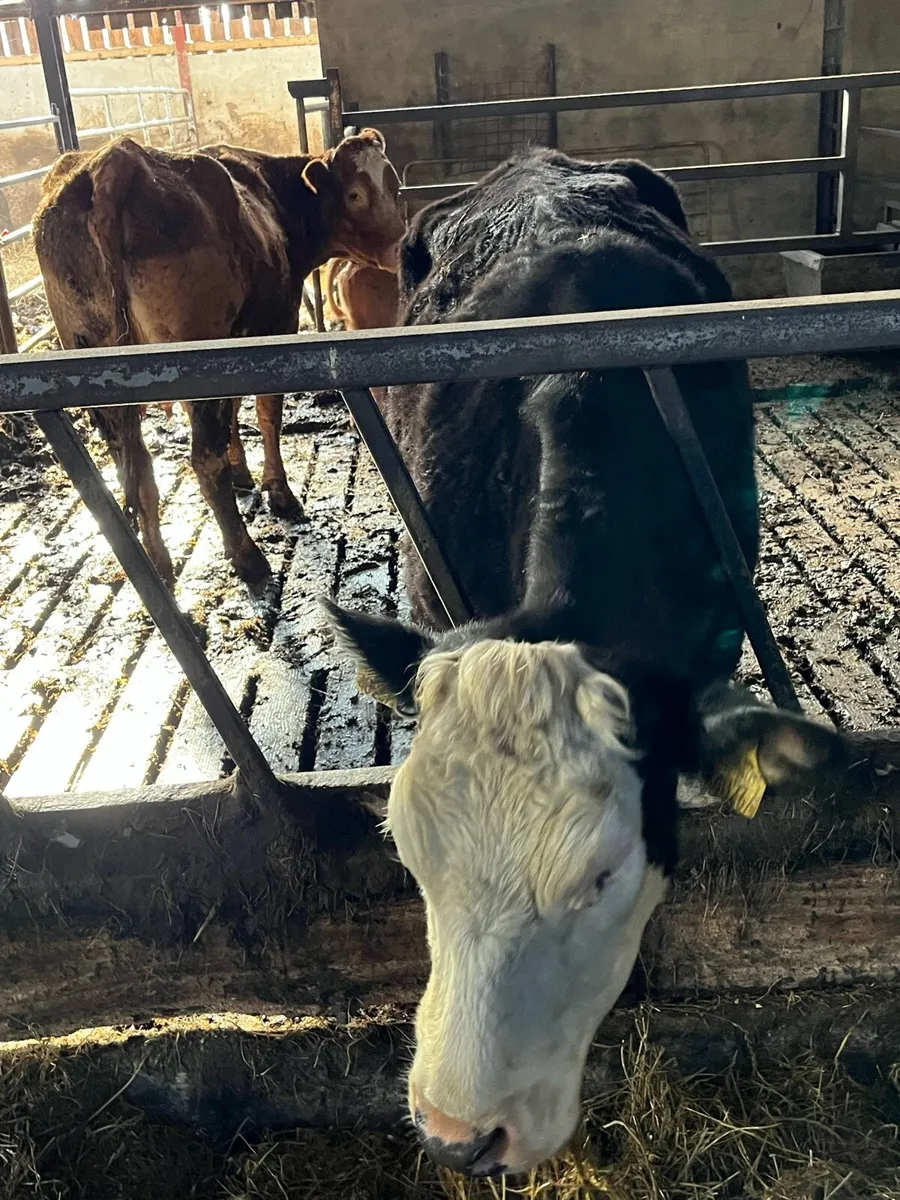 Fully organic black white head cow and calf - Image 1